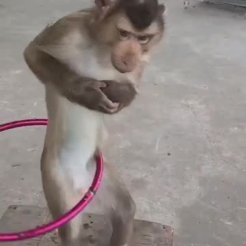 Monkey playing