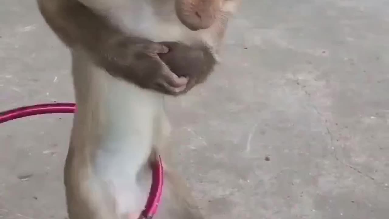 Monkey playing