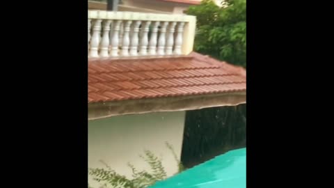 WATCH funny Clumsy pet video