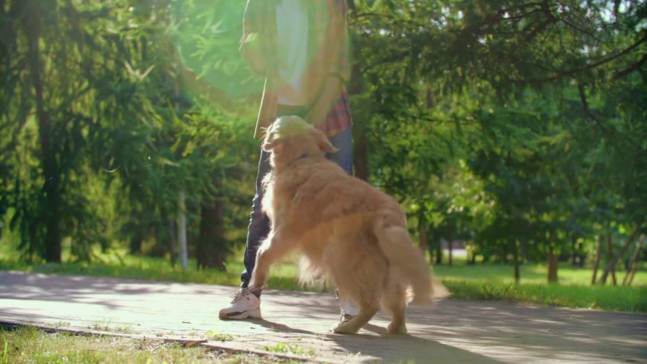 Adorable Dogs