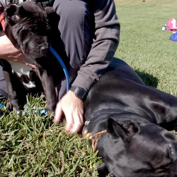 Want to See Something Pawsome?