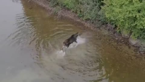 awesome wolf attacks moose