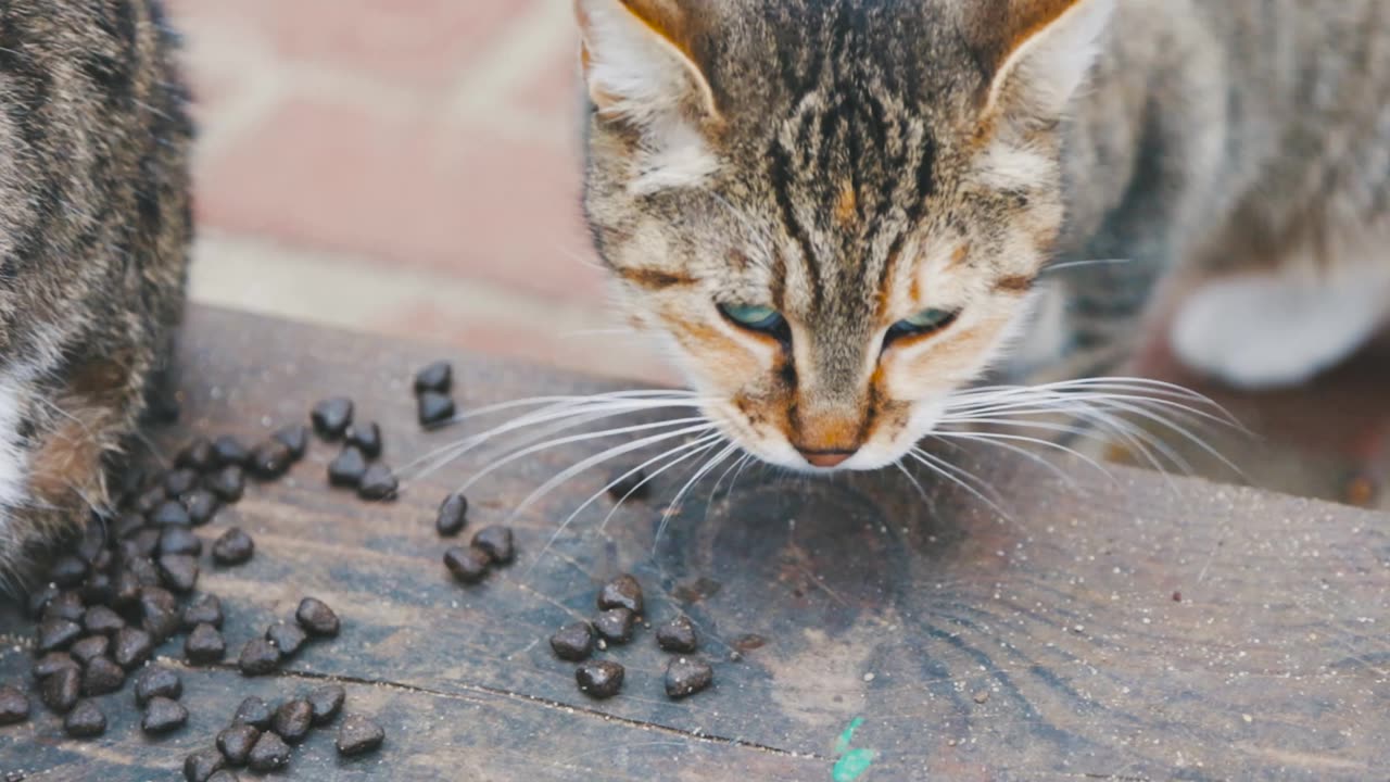 Cat food Eating