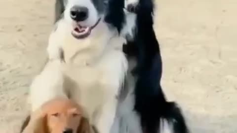 Doggies