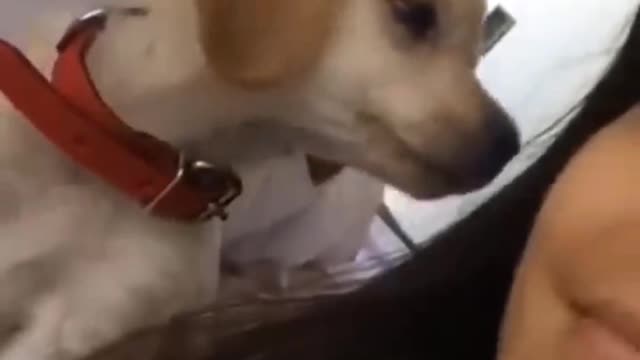 Funny dogs and cats video