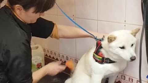 Groomer calms angry dog