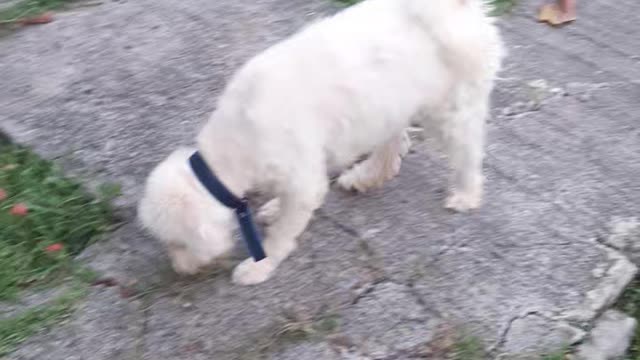 Dog moment