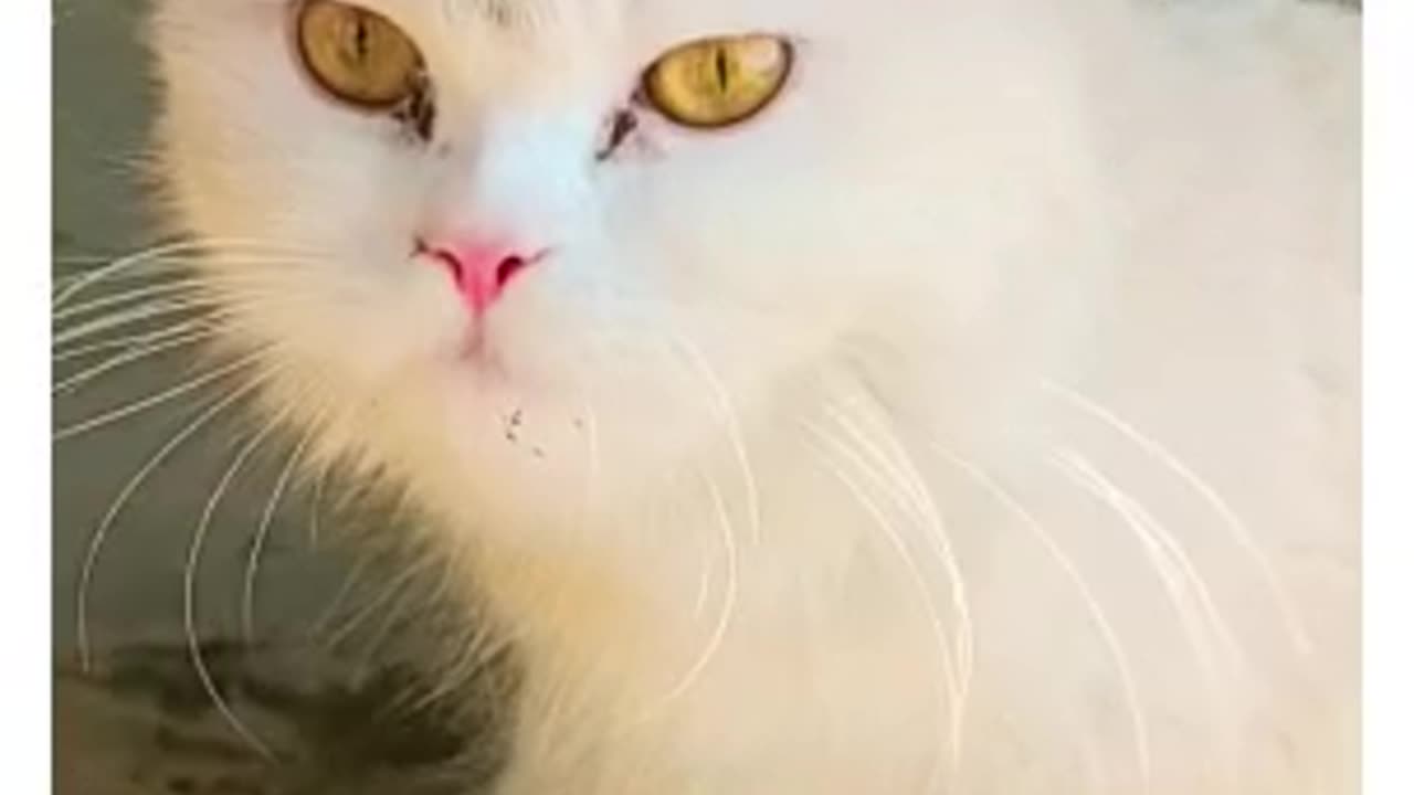 White cat