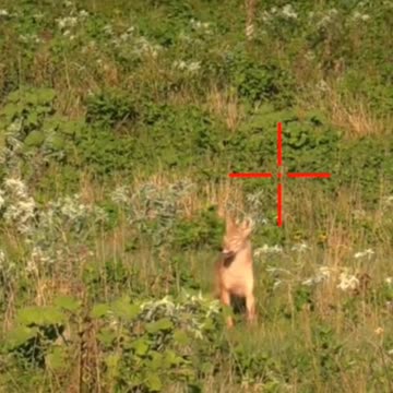 Precision Hunting: A Guide to the Perfect Coyote Shot