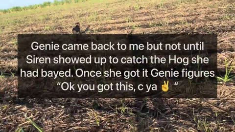 Catching Wild Invasive Feral Hogs - New catch dog learning today 🙈 (Bully type)