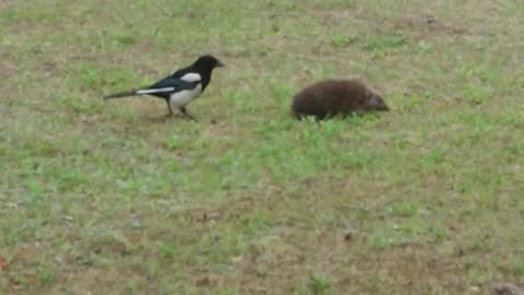 a gaper and a hedgehog
