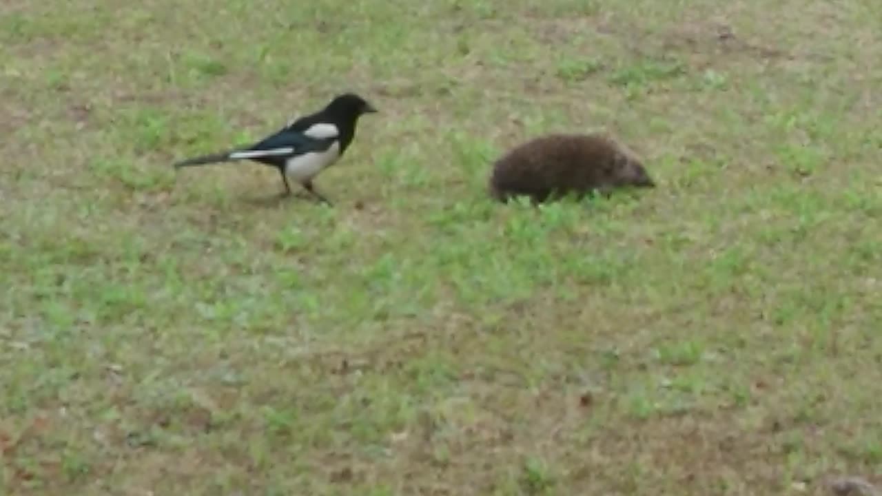 a gaper and a hedgehog