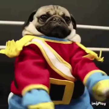 Cute Dog Gif