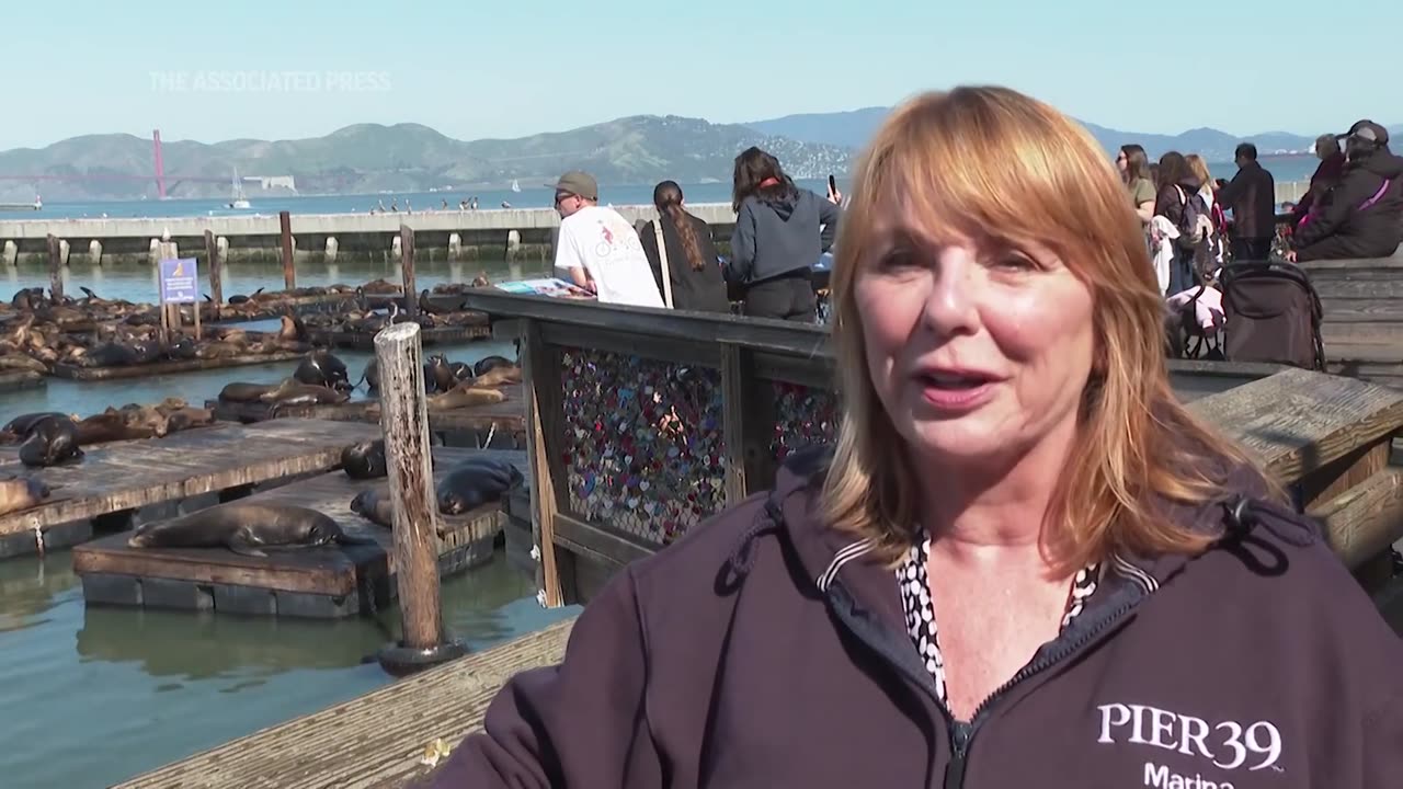 Record number of sea lions have crashed on San Francisco's Pier 39, the most counted in 15 years