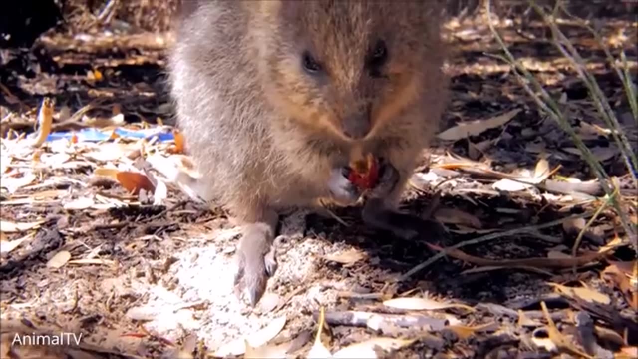 ULTIMATE Quokka Selfie Compilation - TRY NOT TO AWW!