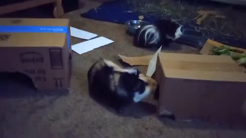 THE DRY FOOD BATTLE OF 2024