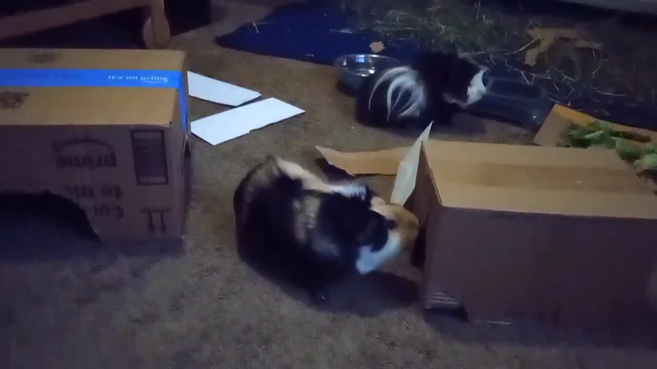 THE DRY FOOD BATTLE OF 2024