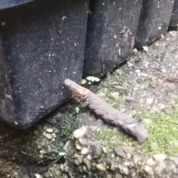 4.5.2024 Random Kuranda