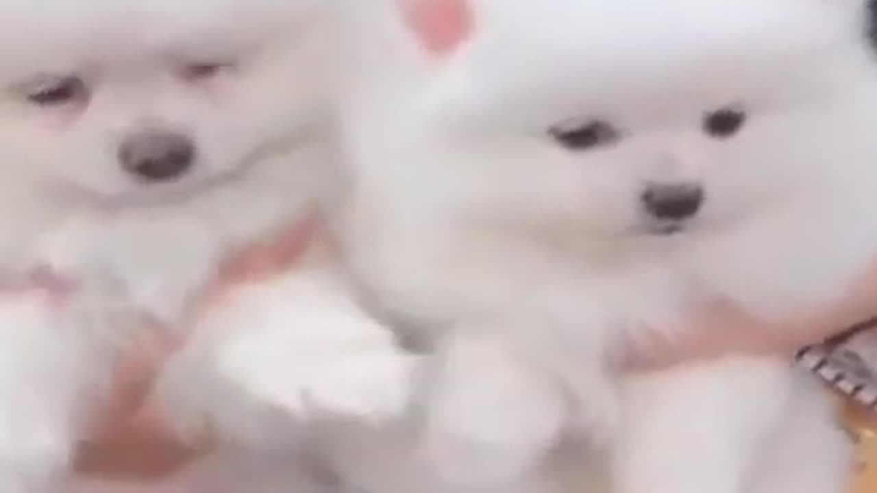 Lovely funny puppy pet dog