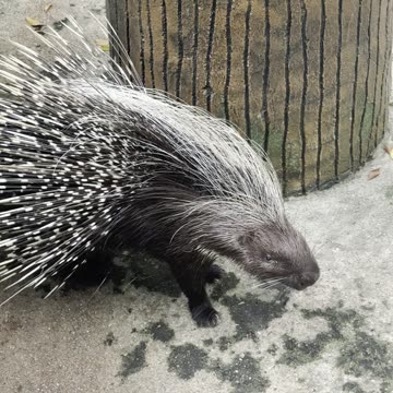 African Porcupine Startled + Immediately Quills Out Defensively
