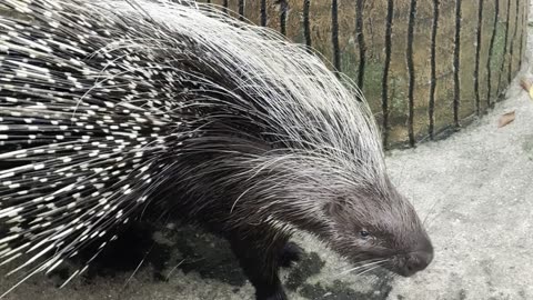 African Porcupine Startled + Immediately Quills Out Defensively