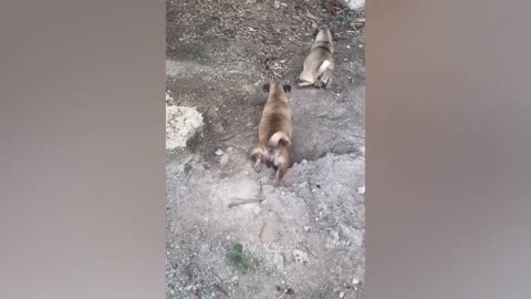 cute and funny animals