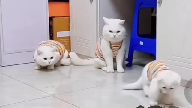 Brave cat #Shorts #248