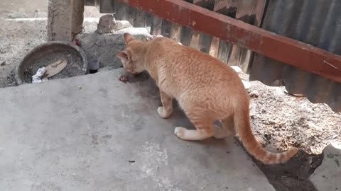 Street Cat Looking For Food || Inside My Home || Then..?