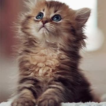 Cute Cat Gif