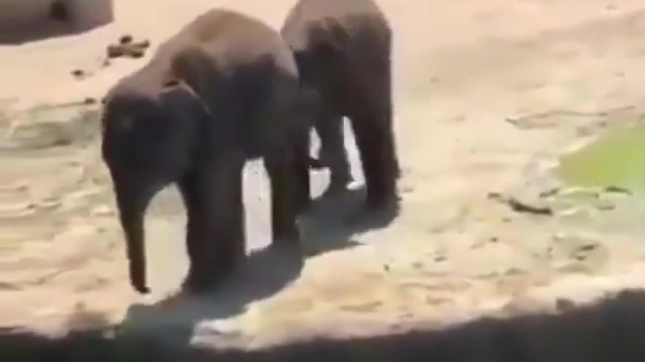 baby elephant being a dick