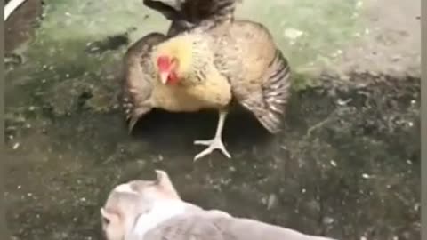 Dog VS Chicken Fight #shorts #viral #shortsvideo #video