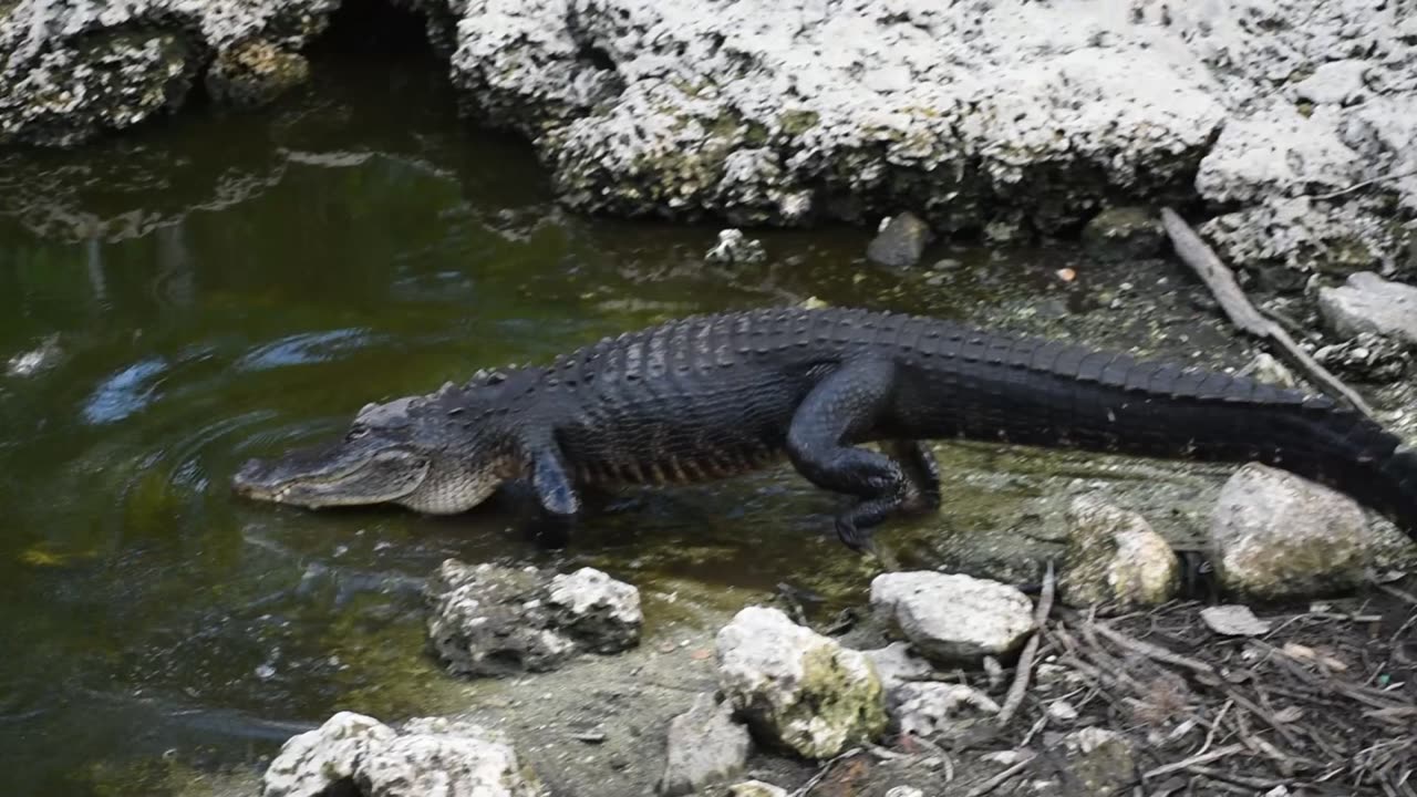 Walking the gator