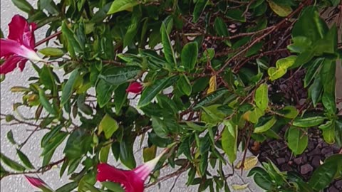 Pretty red flowers