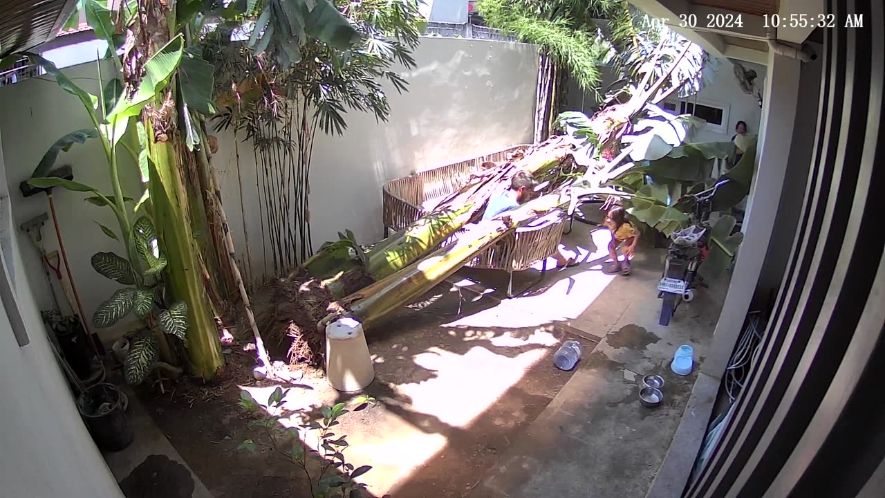 Man Narrowly Avoids Being Crushed by Falling Tree