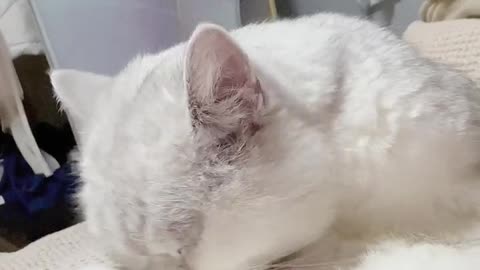 Is just a flashWhat # of pet out