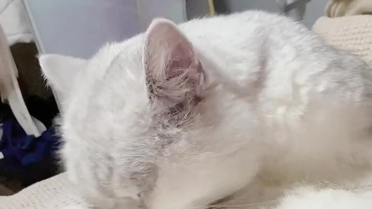 Is just a flashWhat # of pet out
