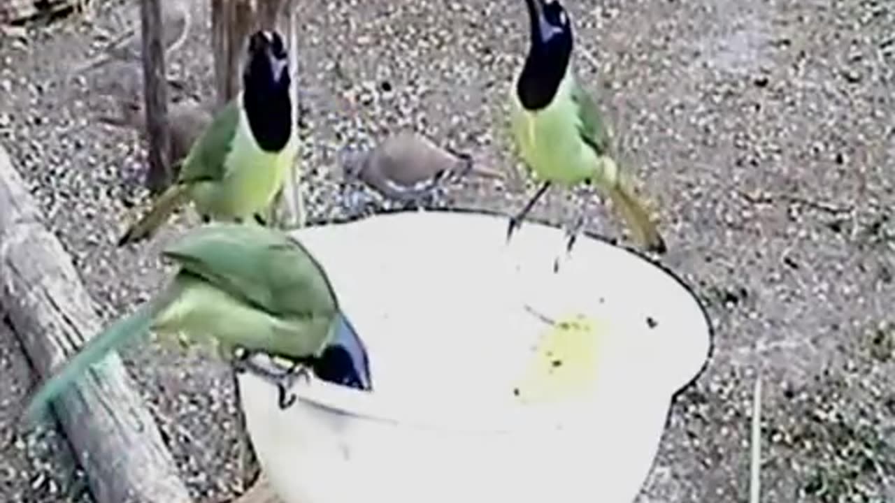 awesome greenjays