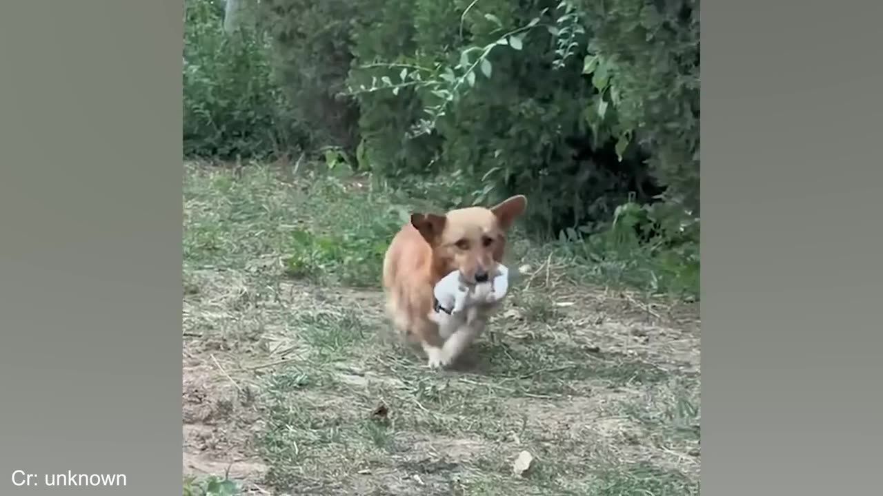 When The Dog Distribution System Always Finds The Perfect Match❤️