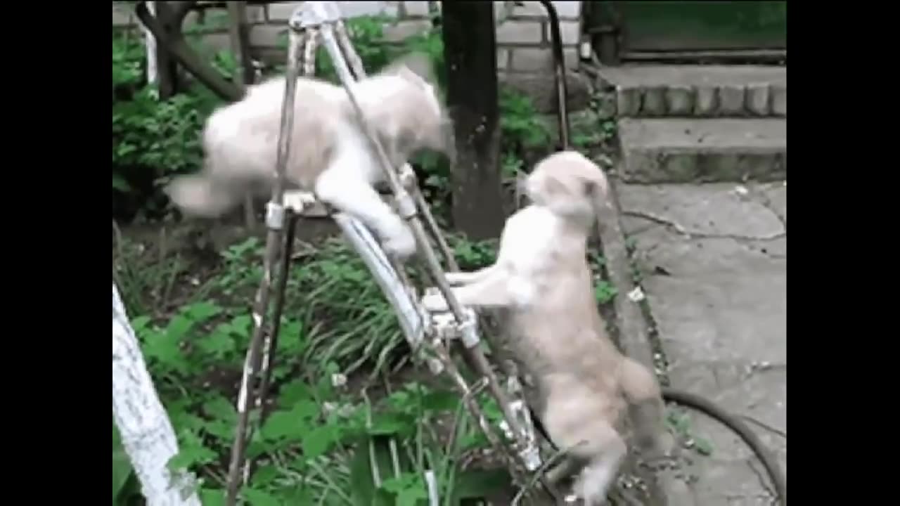 Birds 🐦 very funny video