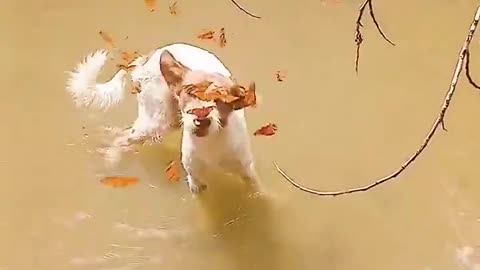 This dog is a butterfly magnet