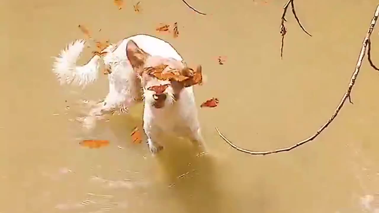 This dog is a butterfly magnet