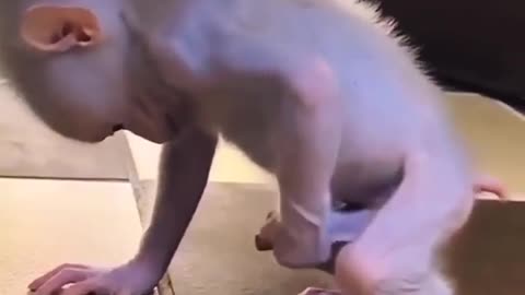 Monkey