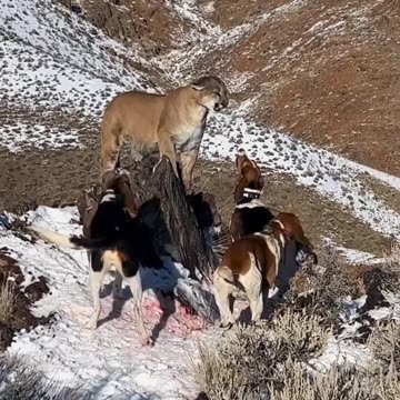Tiger vs dogs fight real enemies