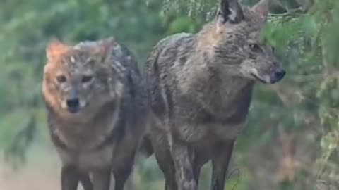 Wildlife is in closer view with a natural perspective.