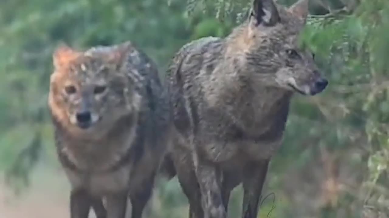Wildlife is in closer view with a natural perspective.