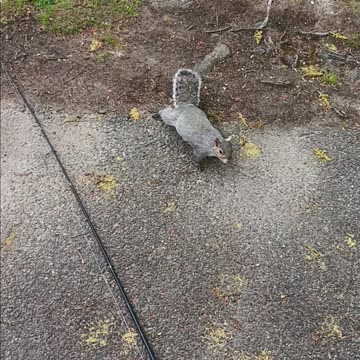 Squirrel at my feet.