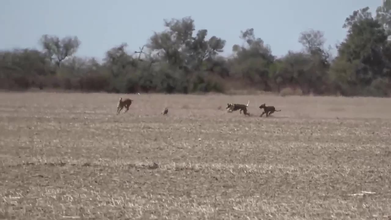 Fastest Animals in the World