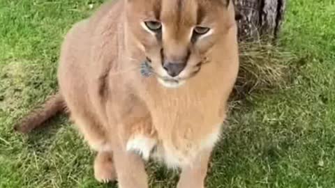 A video of a wild cat getting🐈🐈🐈 fed up with the cameraman