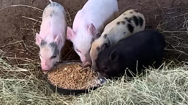 Roll that CUTE Piggy Footage! The Black One is Our FAVE #shorts #viral #trending