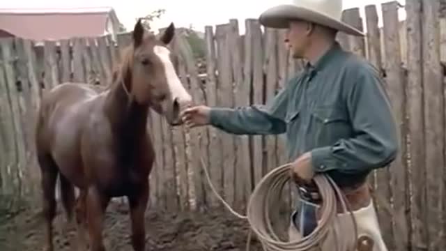 National Geographic Documentary - Horses - Amazing Story about this Wonderful Creature!